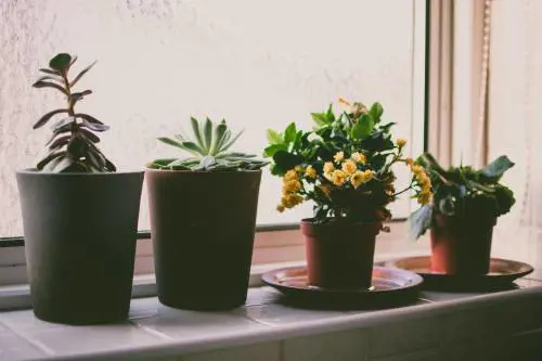 Cinque piante da interno che purificano l’aria