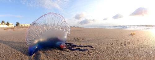 Una puntura letale per l'uomo: allarme Caravella Portoghese anche in Italia