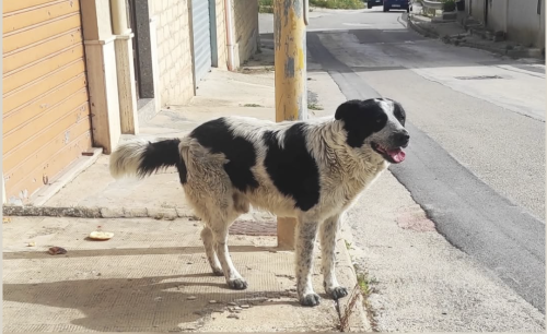 Il cane Merlino (Foto rifugio Hope Agrigento)