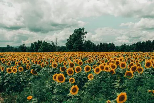 Le foto romantiche tra i girasoli finiscono in rissa: sposi aggrediti dal proprietario del terreno