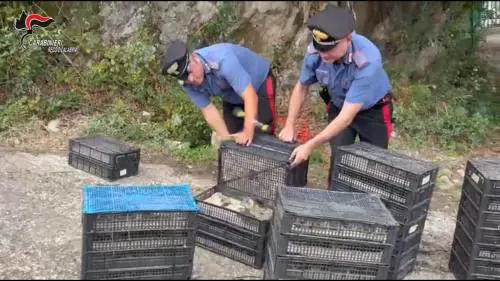 Fermato con 2mila uccelli protetti nascosti in auto: la scoperta dei carabinieri in Calabria