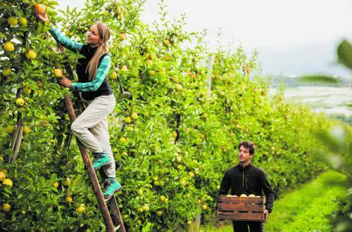 Tra i filari di Denno a raccogliere mele direttamente dall'albero