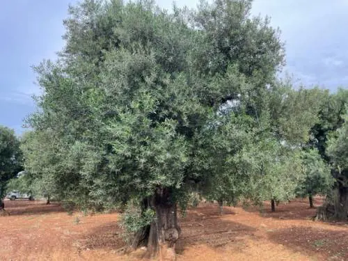 Ci siamo ripresi lo scettro nell’olio è ora di investire su campi e ricerca