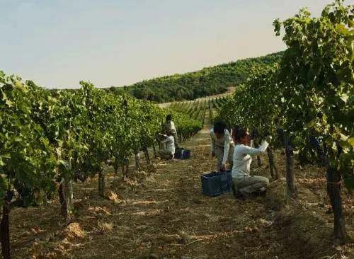 Masseto svela l’annata 2022: eleganza e vigore da un terroir “magico”