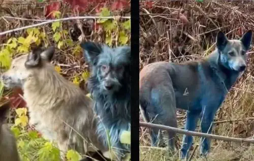 Cani dal pelo blu, la scoperta choc a Chernobyl e lo studio per salvare l'uomo dalle radiazioni