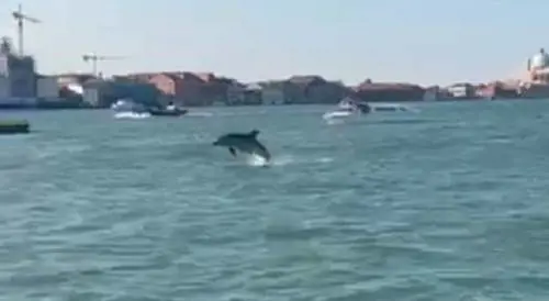 Venezia, Mimmo e il grande equivoco dei turisti: i delfini non ridono