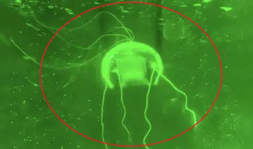 Un drone fantasma per la sorveglianza sottomarina: ecco il robot medusa della Cina