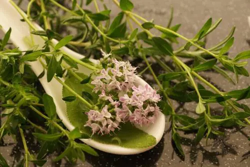 Invecchiare bene? Ecco le proprietà di timo e origano