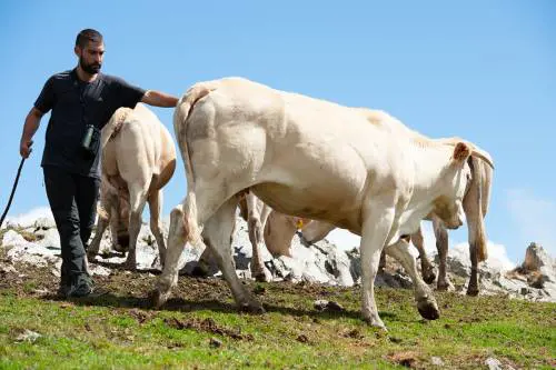 Blonde d’Aquitanie, la carne francese che ha trovato casa in Piemonte