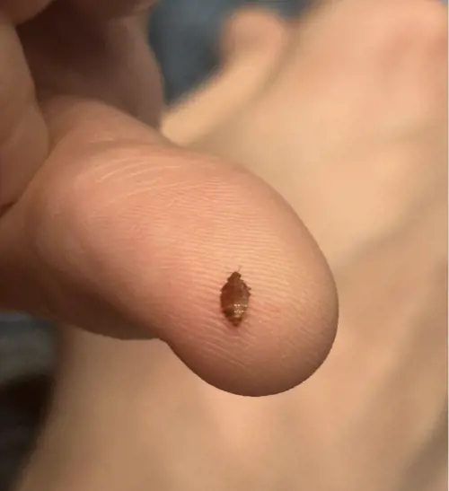 Parigi, torna l’incubo delle cimici dei letti. Chiuse le sale della Cinémathèque Française