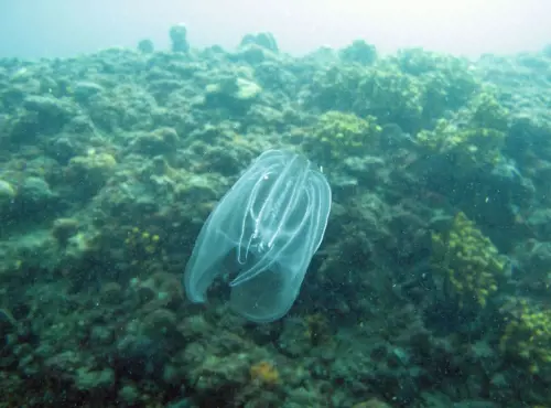 Foto Sistema Nazionale per la protezione ambiente