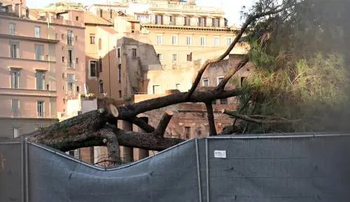 Un pino precipita in via dei Fori Imperiali. Tre feriti, sotto accusa la gestione del verde