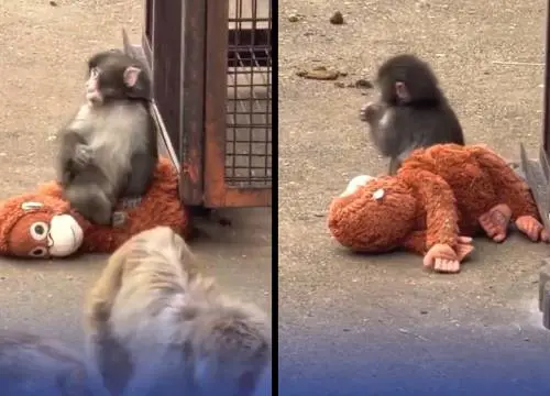 Rifiutato dalla mamma, si fa adottare da un peluche dell'Ikea: la commovente storia del macaco Punch