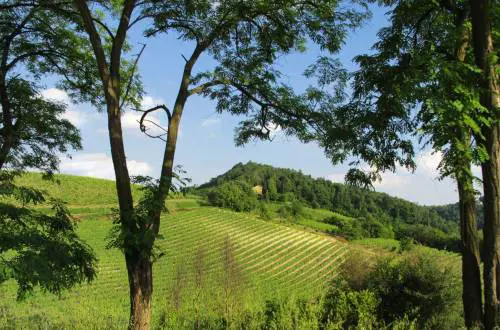 Vicara, tutte le espressioni del Grignolino