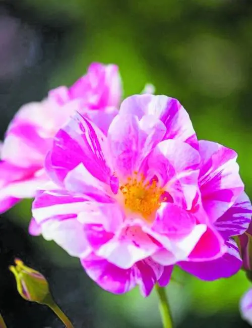Terapia antistress: "Il giardinaggio può fare la felicità"