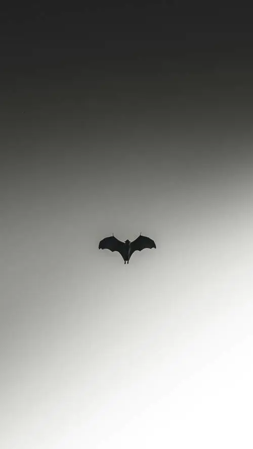 Pipistrelli, topi e scimmie: se la natura vuole farci fuori