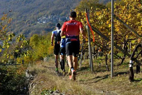 Il Valtellina Wine Trail fa il tutto esaurito. Quattromila runner tra vigneti e cantine