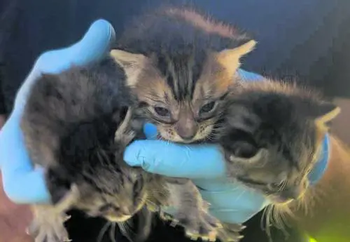 Appello alla ladra di gattini. "Riportali, è per il loro bene"