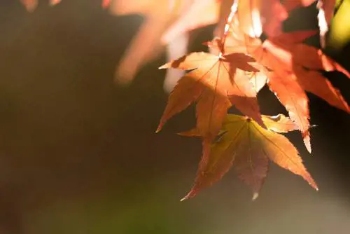 ll Comune da due anni monitora un insetto che intanto si divora gli alberi della città