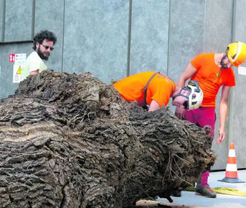 Quercia morta spostata per salvare i coleotteri che la abitano