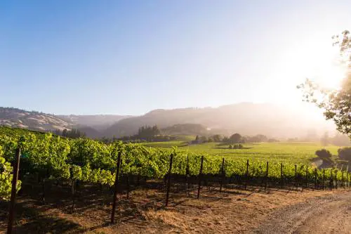 Viaggio nella California del vino: Mendocino, la patria del biologico