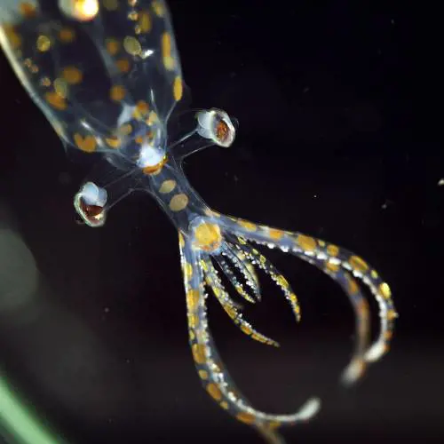 L’alieno chiamato calamaro di vetro e le altre trenta creature scoperte negli abissi in due settimane