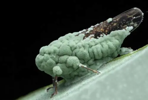 Metarhizium robertsii: una ricerca svela la dieta del fungo killer che sembra uscito da un horror