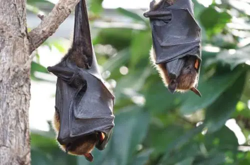 Choc in Canada: muore a 11 anni, ha contratto la rabbia da un pipistrello