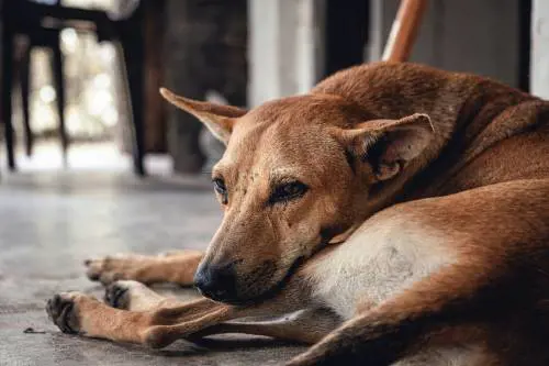 Quei poveri cani con un padrone cattivo