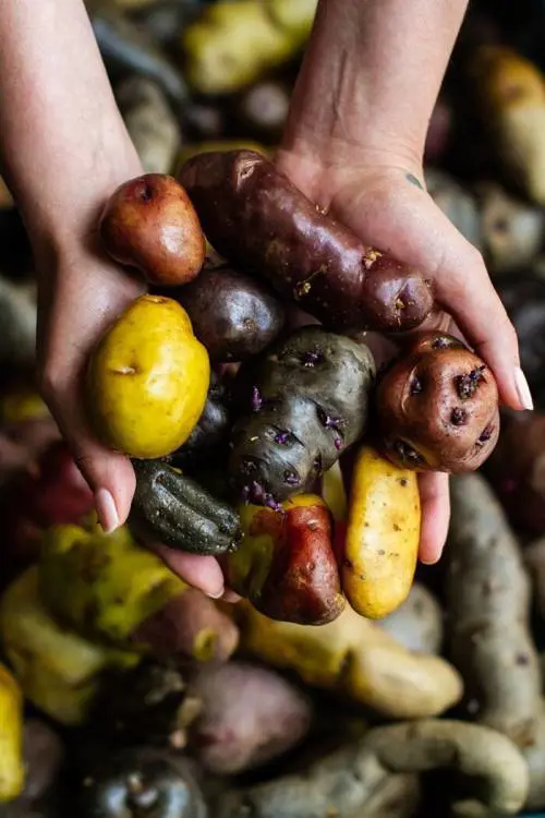 The World’s 50 Best Restaurants sbarca a Lima