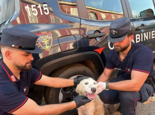 Il video choc contro l'abbandono degli animali: un cucciolo lasciato in strada insieme ai rifiuti