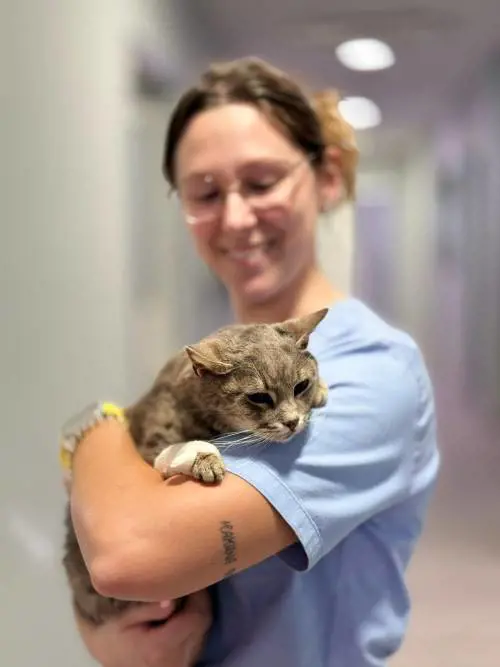 La colonia felina nel palazzo sforzesco di Milano