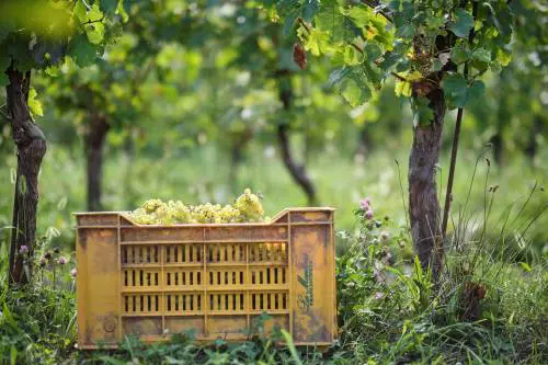 Montina, un’estate di eventi in Franciacorta