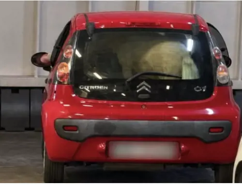 Pony nel bagagliaio di un'auto sul traghetto, la denuncia di Borrelli: "Com'è possibile che nessuno sia intervenuto?"