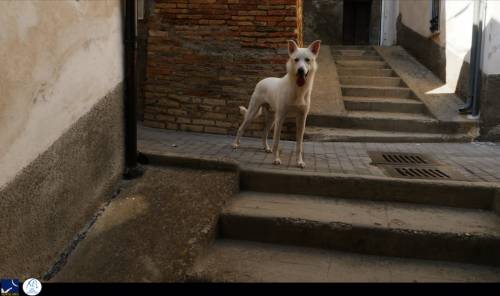 Un film per insegnare ai bambini che il cane è un "Angelo" da amare