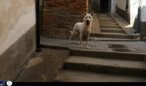 Un film per insegnare ai bambini che il cane è un "Angelo" da amare