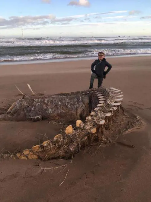 "È il mostro di Loch Ness". Sulla spiaggia scozzese spunta un'enorme carcassa
