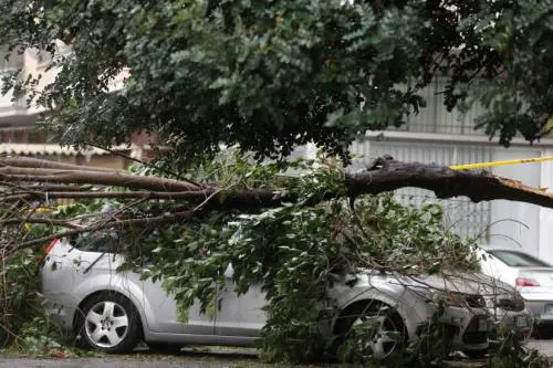 Quando la Raggi bacchettava Marino per il crollo di un albero