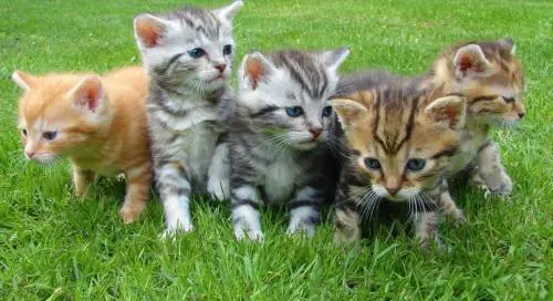 Festa del gatto: nelle case degli italiani più di 7 milioni