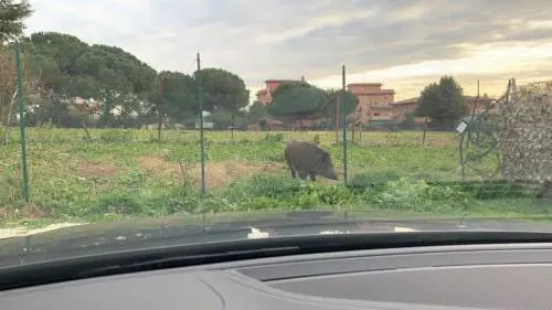 È morto "Ugo" il cinghiale che scorrazzava da giorni per Talenti