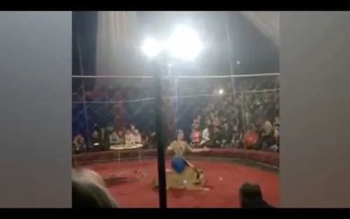 Circo: leone aggredisce bimba di 4 anni