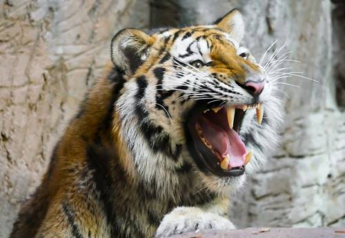 "Aiuto, c'è una tigre in strada". Ma la verità è un'altra: è un peluche