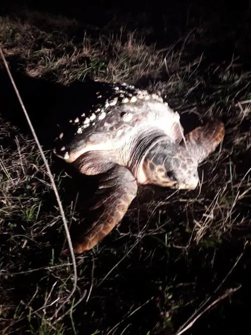 Barletta, caretta caretta trovata agonizzante in campagna