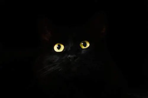 Corvo o gatto? L'illusione ottica fa impazzire i social