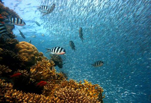 La barriera corallina potrebbe scomparire entro il 2100