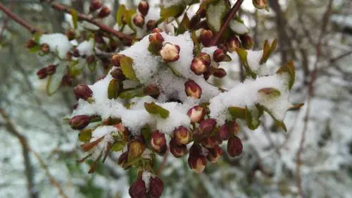 Meteo, ultime speranze d'inverno ma si teme per la "vera" primavera