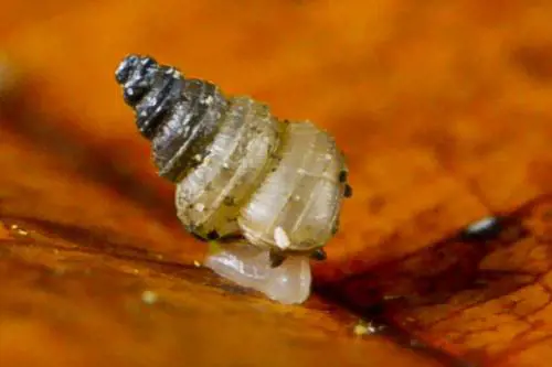 Scoperta una nuova specie di lumaca: si chiama Greta Thunberg