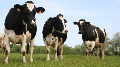 Ecco l’ultima legge “green”: fare una strage di mucche
