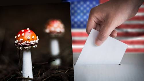 I deliranti referendum Usa: basta schiavitù, vai di funghetti magici