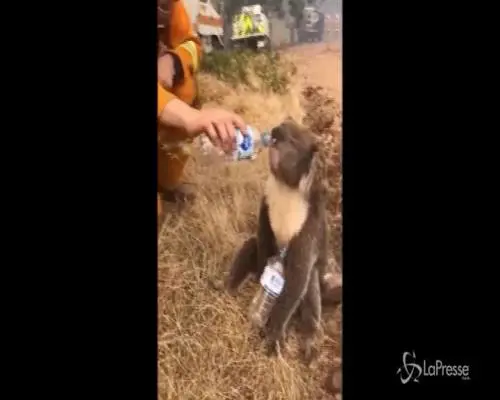 Australia in fiamme, allarme WWF: 8000 koala dispersi
